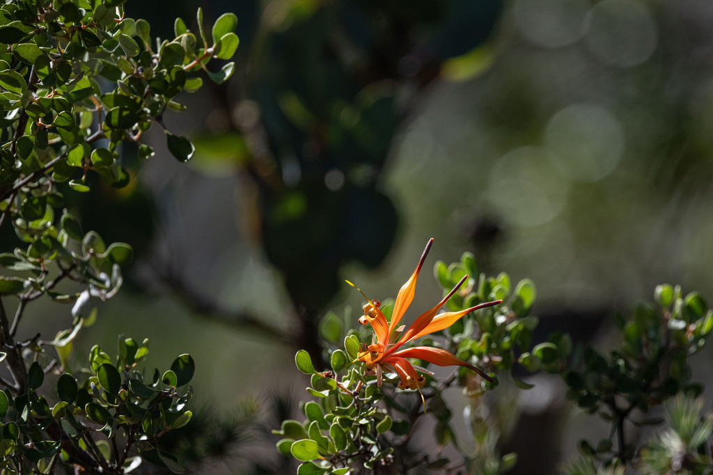 Lambertia inermis; photograph (c) Alan Bell, some rights reserved (CC BY)