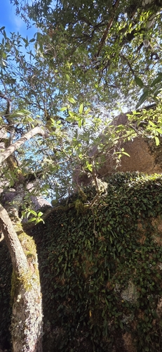 Notelaea venosa, photograph 2