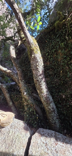 Notelaea venosa, photograph 3