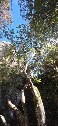 Notelaea venosa, photograph 4
