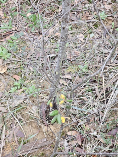 Grevillea chrysophaea, photograph 1