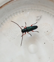 Phytoecia alziari