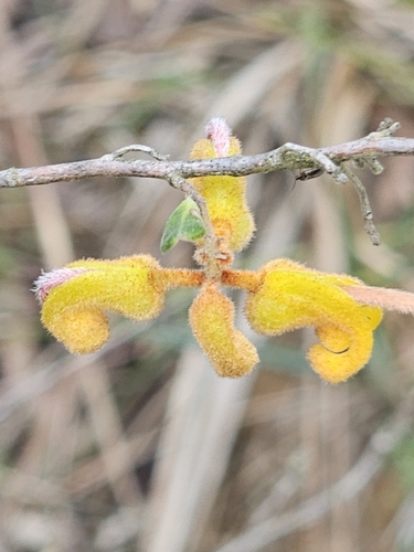 Grevillea chrysophaea, photograph 2