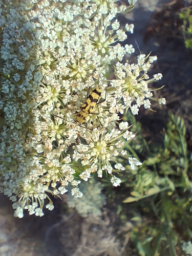 Grape Wood Borer