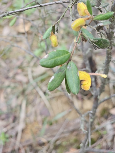 Grevillea chrysophaea, photograph 3