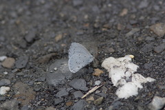 Celastrina lavendularis himilcon