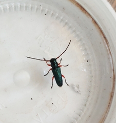Phytoecia alziari