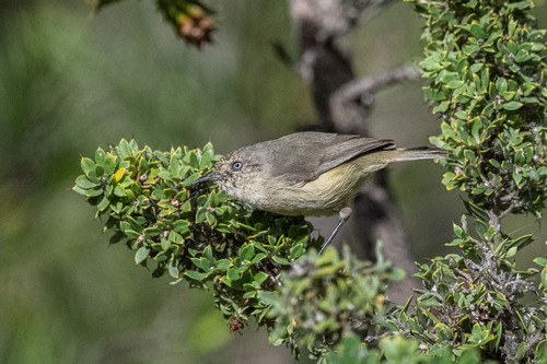 Western Thornbill (Acanthiza inornata), photo 6