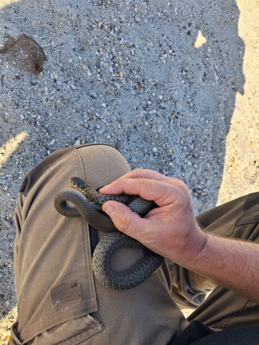 Green Whip Snake