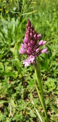 Anacamptis pyramidalis