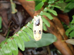 Phalera flavescens