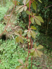 Tetrastigma obtectum
