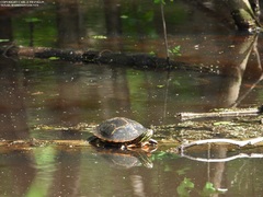 Chrysemys dorsalis
