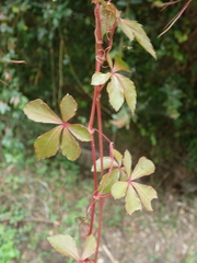 Tetrastigma obtectum
