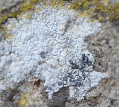 Diplotomma alboatrum