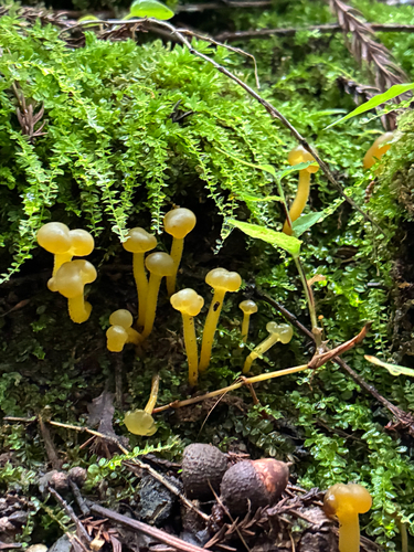 Ochre Jelly Club