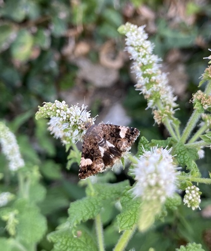 Four-spotted Moth