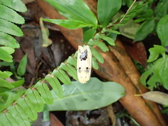 Phalera flavescens