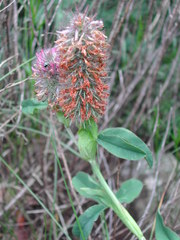 Trifolium rubens