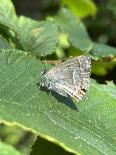 Purple hairstreak