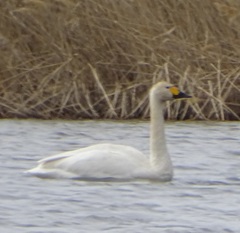 Cygnus columbianus bewickii