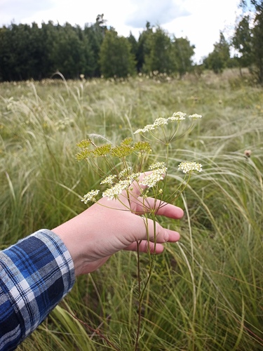 Chaerophyllum prescottii, 2026-07-01