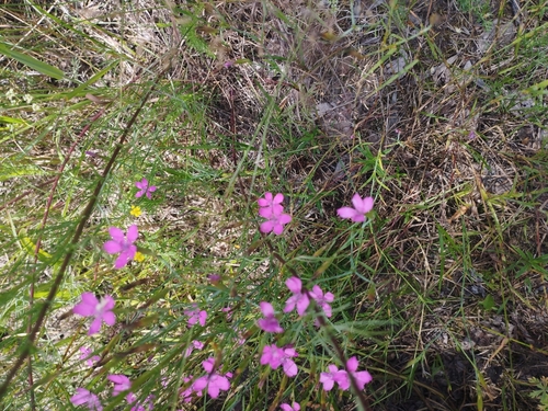 Maiden Pink