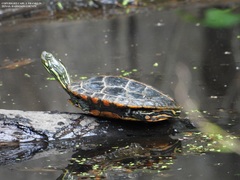 Chrysemys dorsalis