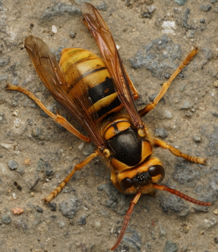 Japanese yellow hornet