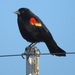 Red-winged Blackbird - Photo (c) Kent C. Jensen, some rights reserved (CC BY-NC)