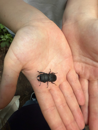 Lesser Stag Beetle