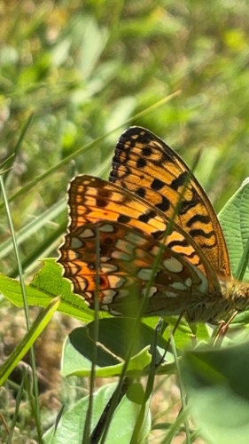 High Brown Fritillary