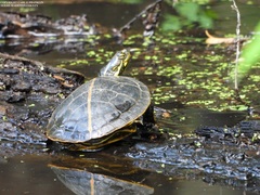 Chrysemys dorsalis