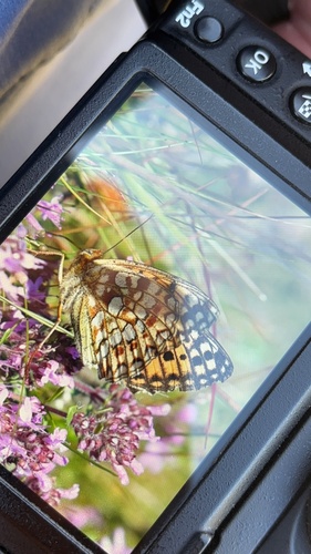 Niobe fritillary