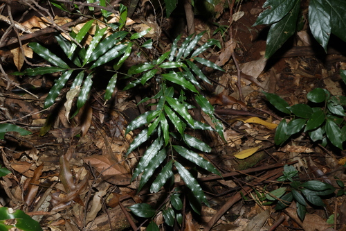 Mischarytera lautereriana