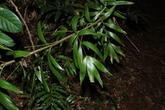 Calamus muelleri, photograph (c) Greg Tasney, some rights reserved (CC BY-SA)