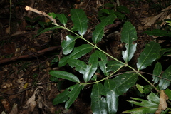 Wilkiea macrophylla, photograph (c) Greg Tasney, some rights reserved (CC BY-SA)