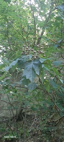 Wild Service-tree