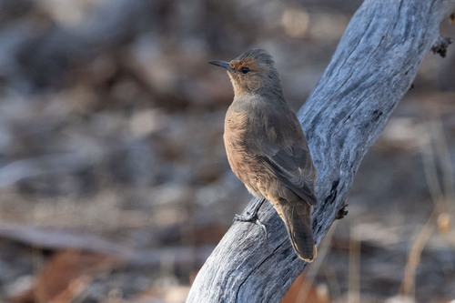 Rufous Treecreeper (Climacteris rufus), photo 4
