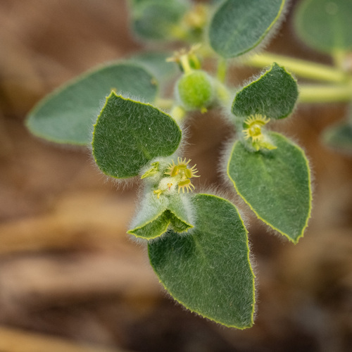 Euphorbia petiolata, 2026-07-04