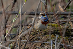 Luscinia svecica svecica