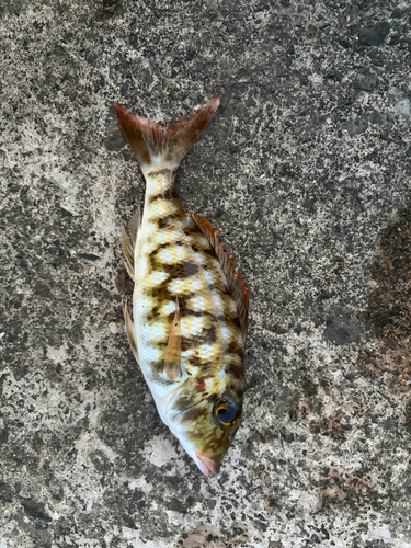 Lethrinus rubrioperculatus observed 2026-06-01
