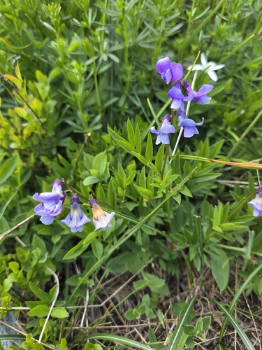 Lathyrus alpestris