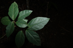 Ficus fraseri, photograph (c) Greg Tasney, some rights reserved (CC BY-SA)