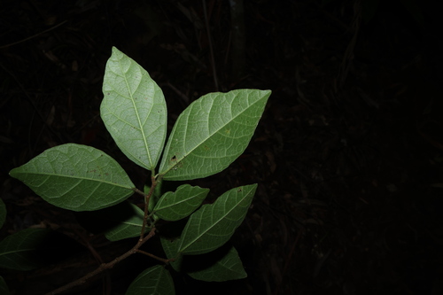 Ficus fraseri, photograph 6