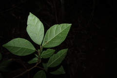 Ficus fraseri, photograph (c) Greg Tasney, some rights reserved (CC BY-SA)
