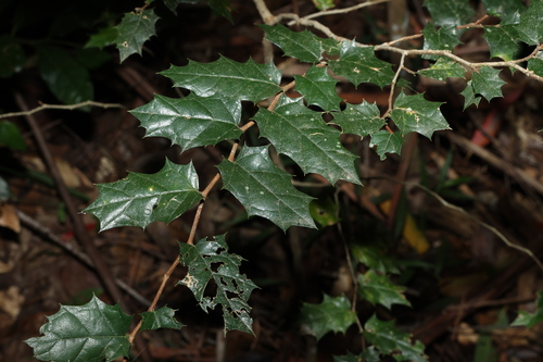 Asbestos tree (Aphananthe philippinensis)