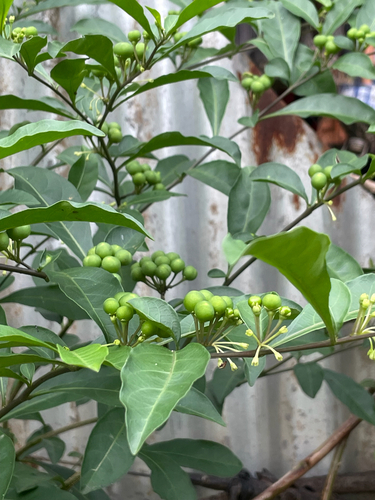twoleaf nightshade