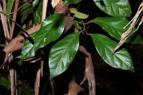 Endiandra pubens, photograph 4
