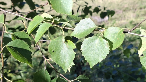 Betula celtiberica, photograph 1